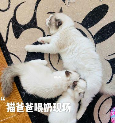 二个月的小猫不停吃怎么办？两个月大猫咪食欲旺盛的原因和解决方法是什么？