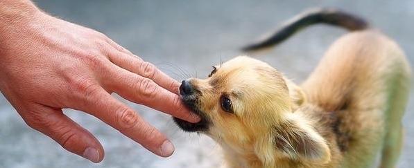 博美幼犬被欺负怎么办？博美幼犬被欺负的原因和解决方法是什么？