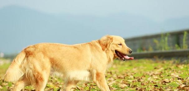 成年金毛犬一天吃多少狗粮？成年金毛的食量标准是多少？