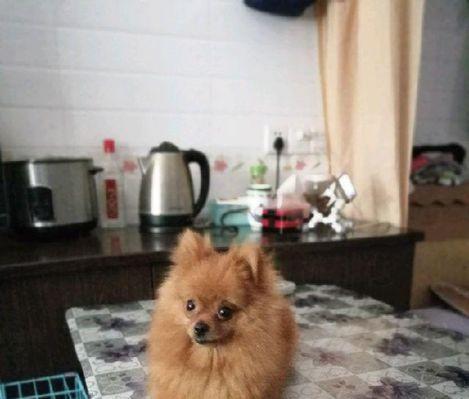 博美狗两个月怕冷吗？博美幼犬怕冷的原因和解决方法是什么？