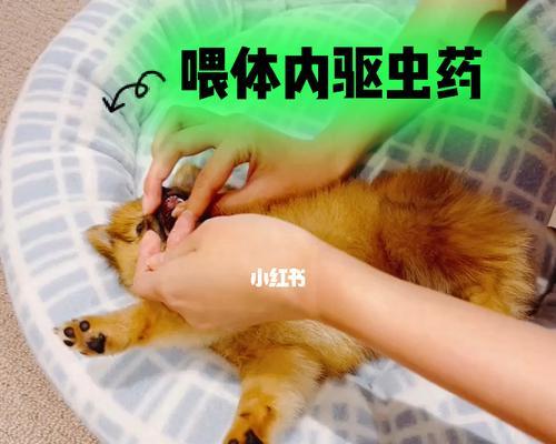 博美幼犬驱虫药吃一片够吗？博美幼犬驱虫药的用量是多少？