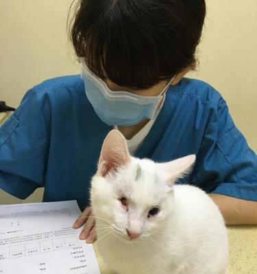 刚满月的小猫疫苗怎么打？满月小猫疫苗接种的时间安排是什么？