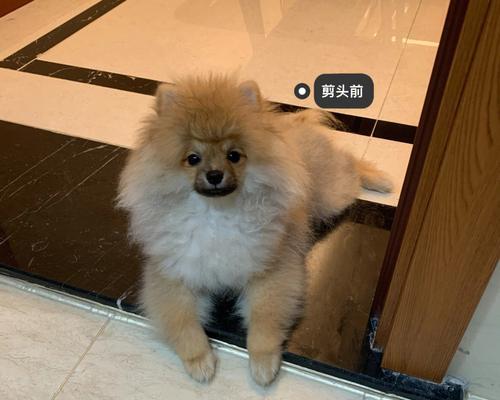 博美狗会褪毛吗？博美犬换毛的时间和特点是什么？