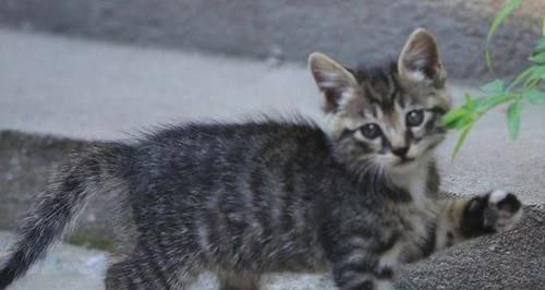 刚来的小猫躲着不出来怎么办？新生小猫躲藏的原因和解决方法是什么？