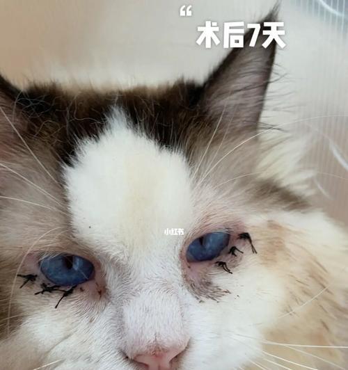 给猫咪的眼睛涂药膏怎么涂？猫咪眼睛涂药膏的注意事项是什么？