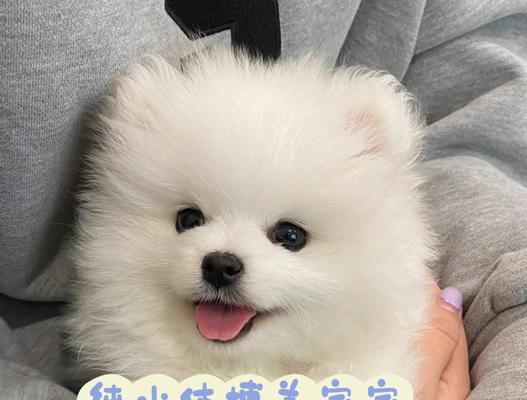 博美犬怎么养成球形？博美犬球形造型的修剪方法有哪些？