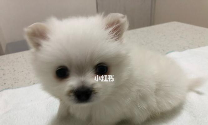 博美幼犬流鼻涕打喷嚏怎么办？博美幼犬流鼻涕打喷嚏的原因有哪些？