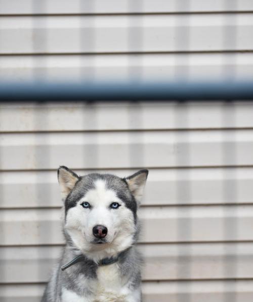 刚断奶的哈士奇多大？哈士奇幼犬断奶后的年龄标准是什么？