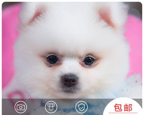 博美幼犬多少度合适？博美幼犬适宜的温度是多少？