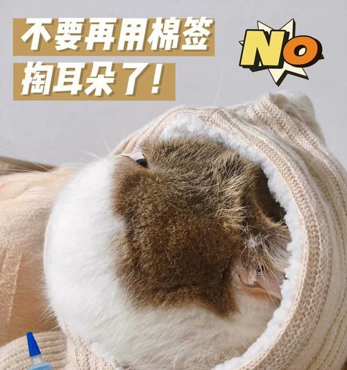 该如何给猫咪掏耳朵？猫咪掏耳朵的方法和注意事项是什么？