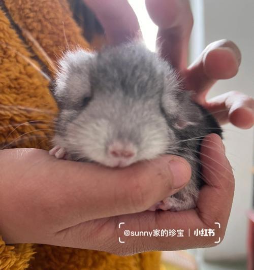 刚出生小龙猫吃什么？新生小龙猫的饮食安排有哪些？