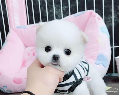 博美幼犬磨牙期怎么办？博美幼犬磨牙期的护理方法有哪些？