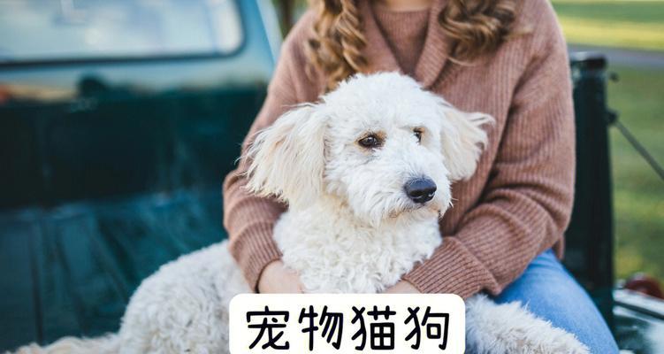 宠物狗来例假怎么办？宠物狗生理期的护理方法有哪些？