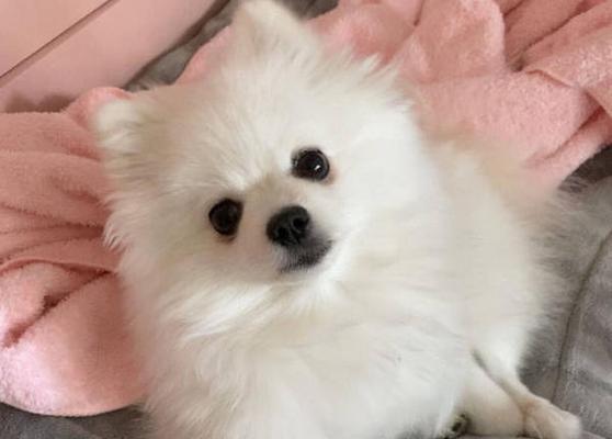 博美吃什么牌子狗粮最好？博美犬狗粮品牌推荐有哪些？