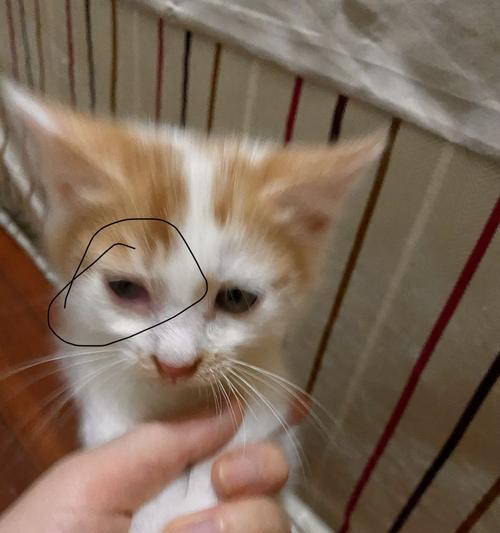 刚开眼的小猫很会叫吗？新生小猫叫唤的原因是什么？