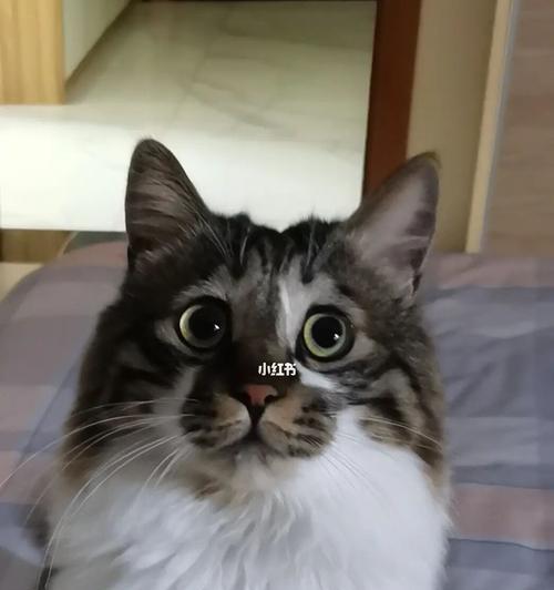 刚开眼的小猫很会叫吗？新生小猫叫唤的原因是什么？