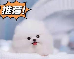 博美幼犬刚睁眼怎么办？博美幼犬睁眼后的护理方法有哪些？