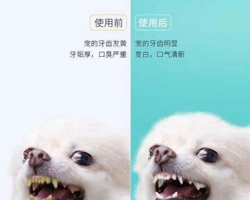 成犬牙齿坏了怎么办？成年狗狗牙齿断裂的处理方法有哪些？