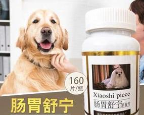 狗狗发烧时应该使用什么药物？如何正确处理宠物发烧？