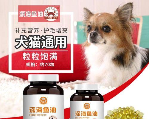 狗狗和猫打闹时需要注意什么？如何正确引导它们玩耍？