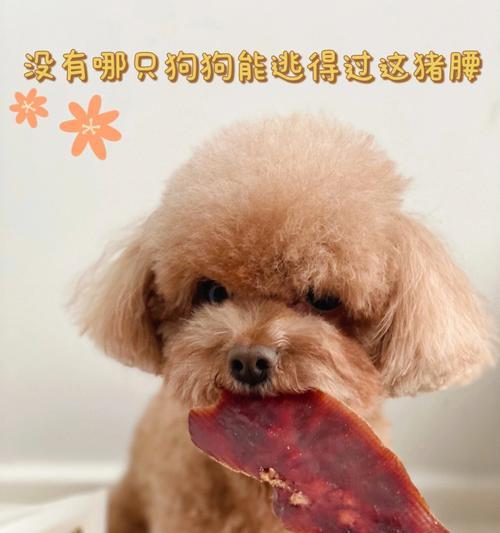 狗狗可以吃芝麻吗？对狗狗健康的影响是什么？