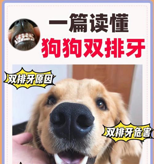 狗狗老了牙齿松动怎么办？如何预防和处理？