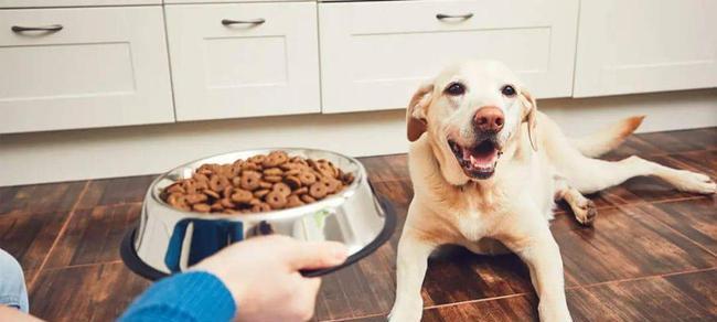 狗狗没吃饱要喂吗？如何判断宠物是否需要额外食物？