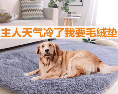 狗狗拍片要多少钱？选择宠物摄影服务的费用解析？