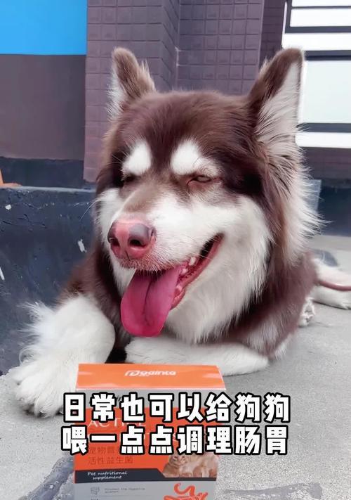 狗狗生两胎后吃狗粮有影响的原因是什么