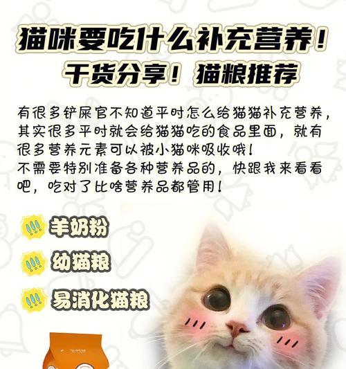 小猫吐出猫粮后应喂食什么？