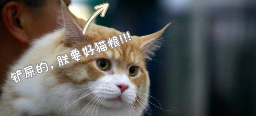 猫粮更换导致大便不成形是正常现象吗？