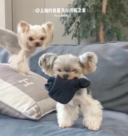 狗狗不吃狗粮怎么办？