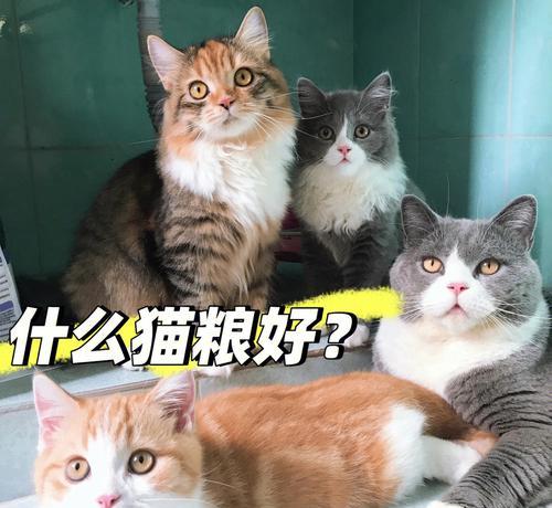 猫换粮大便不成形需要用药吗？吃什么药有效？