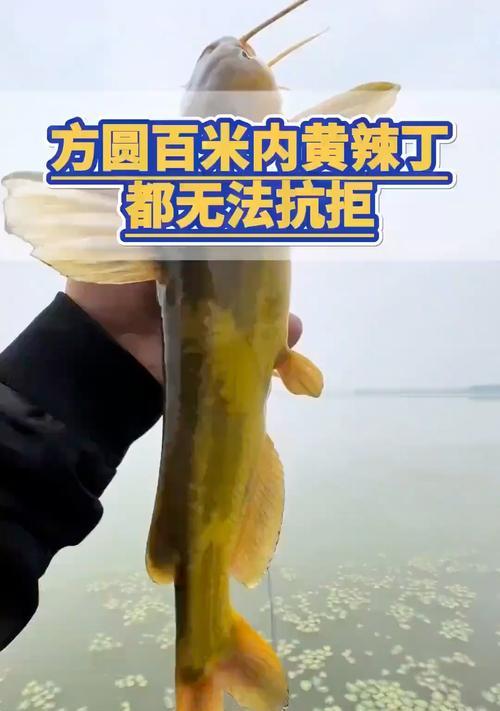 黄辣丁鱼属于辛辣食物吗为什么