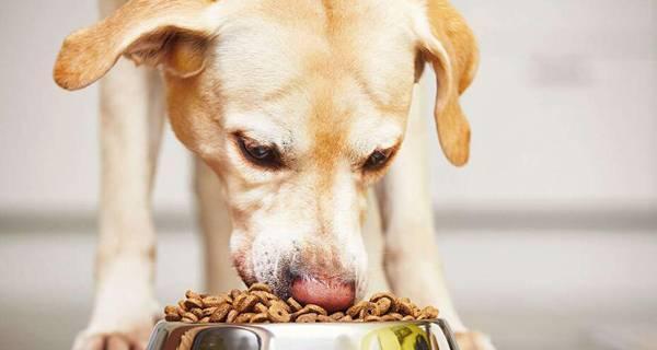 狗狗吃番茄酱拌狗粮是否健康？