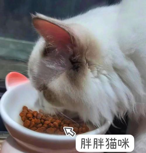 猫换粮不排便怎么办呢？吃什么可以帮助猫咪恢复？