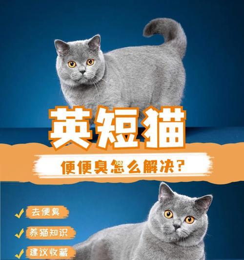 猫咪换粮几天后大便不成形是正常现象吗？