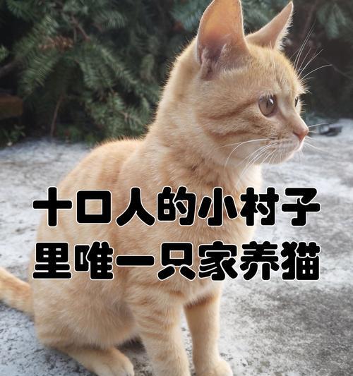 家里养的土狗喜欢吃什么狗粮？你们的猫平时吃什么猫粮？