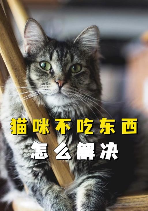 猫咪吃猫粮大便不成形怎么办？