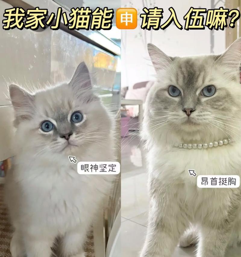 猫咪品种偏好猫粮指南？