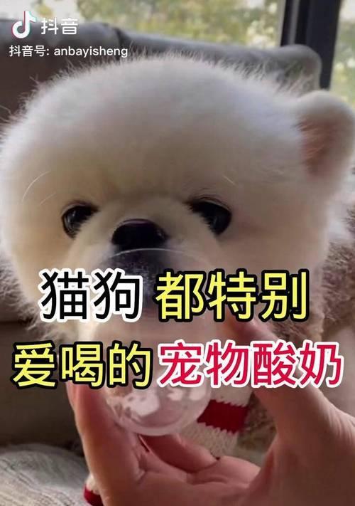 狗狗生两胎后吃狗粮的解决小妙招