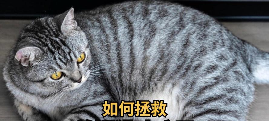 幼猫不吃猫粮可以吃饭吗怎么办啊