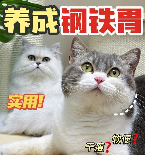 幼猫不吃猫粮，米饭是否可作为替代？