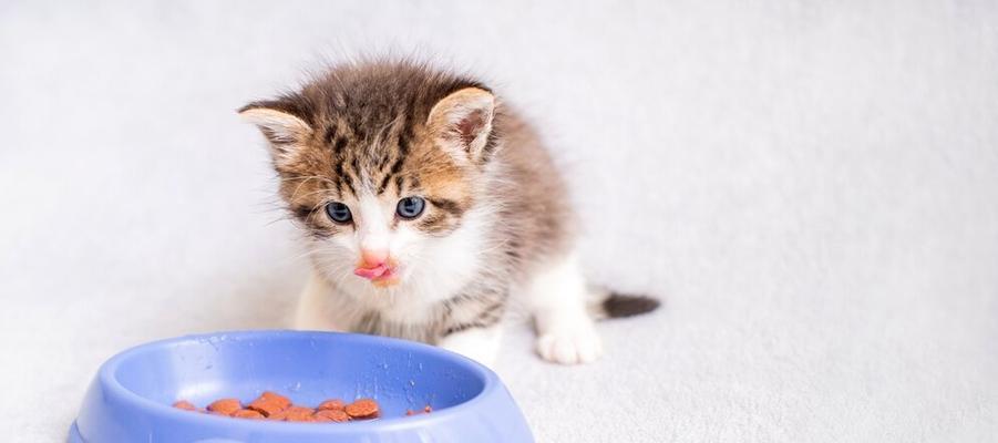 幼猫不吃猫粮，有哪些食物可以喂？