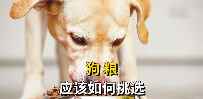 20斤土狗每天喂几次狗粮最合适？