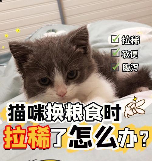 猫咪换粮后大便软没精神怎么办？