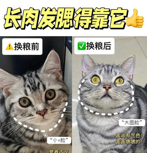 长期不增重的猫粮对小猫健康有威胁吗？