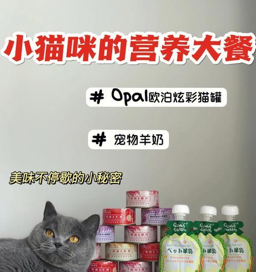 猫咪拒食干猫粮：强行喂食的技巧？