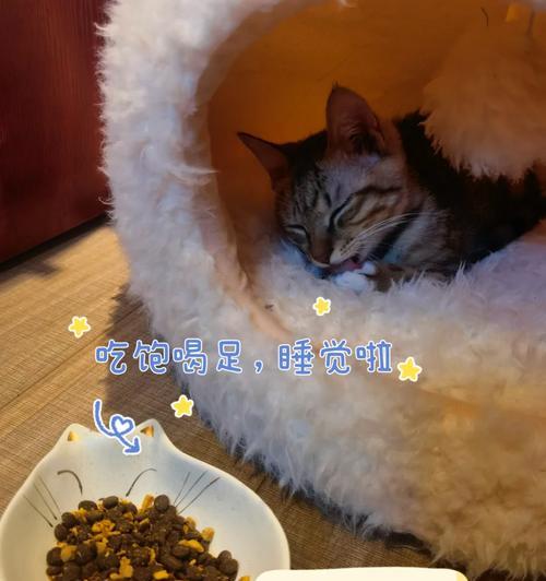 小猫咪拒食猫粮，如何强行喂食？