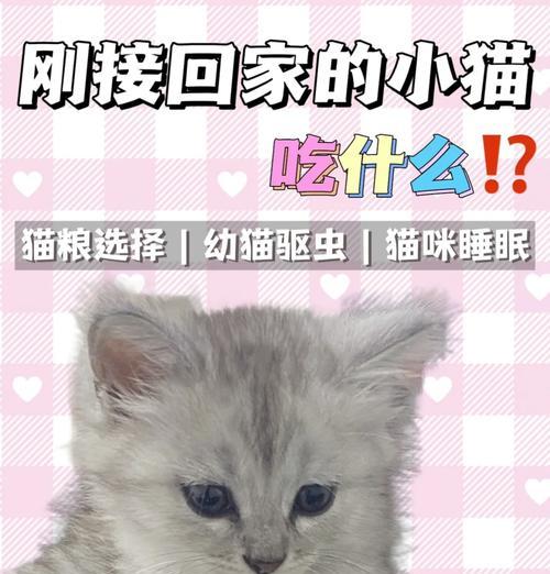 猫咪成长各阶段：如何选择适合的品种猫粮？